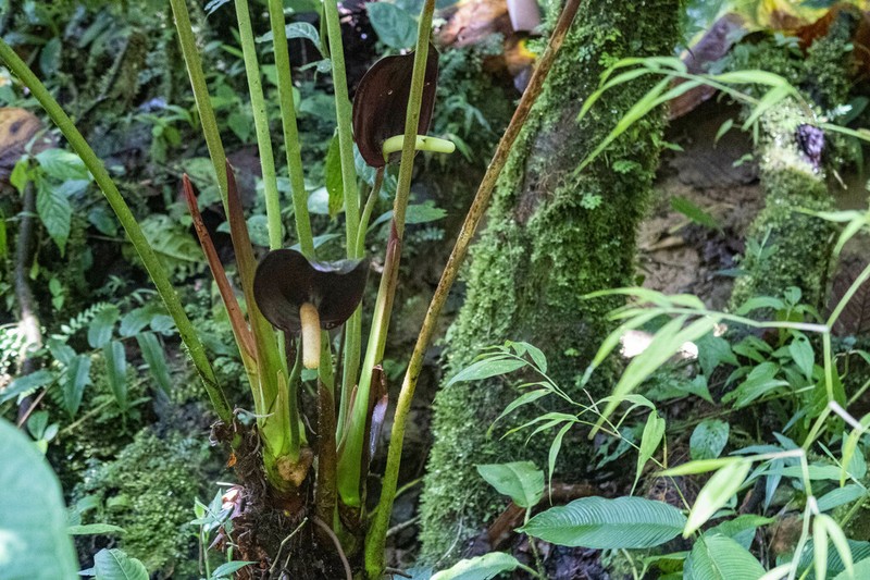 Anthurium atramentarium photo 7