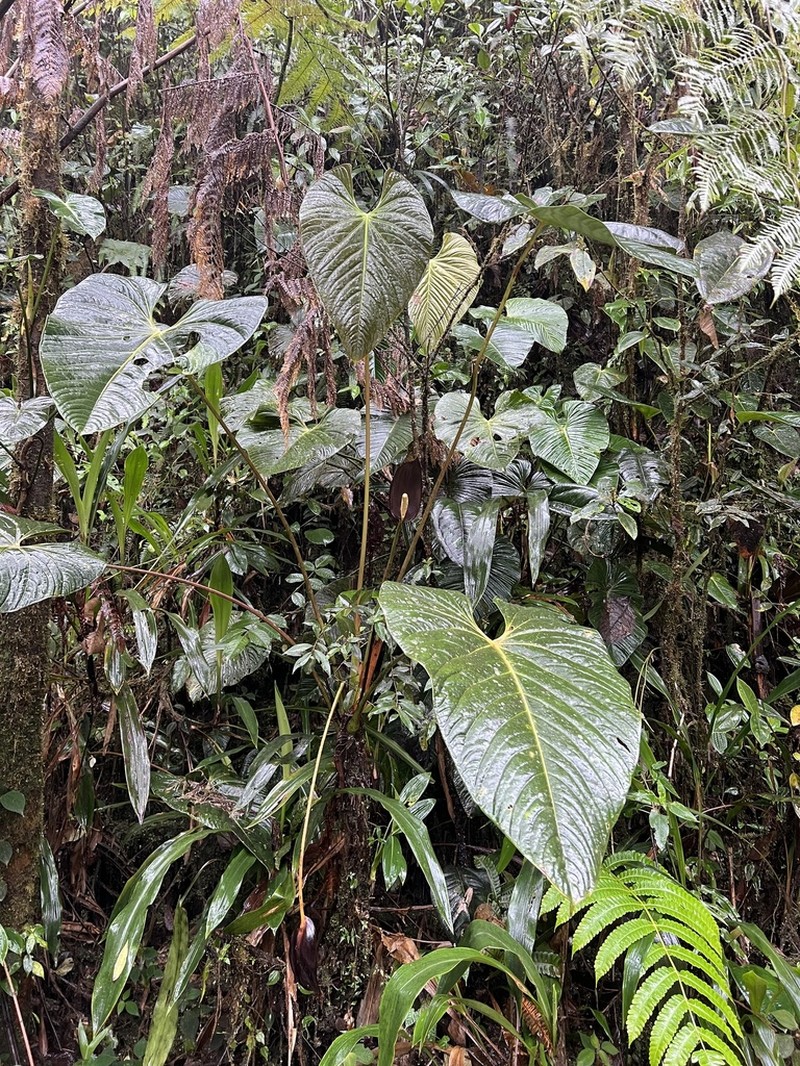 Anthurium atramentarium photo 8