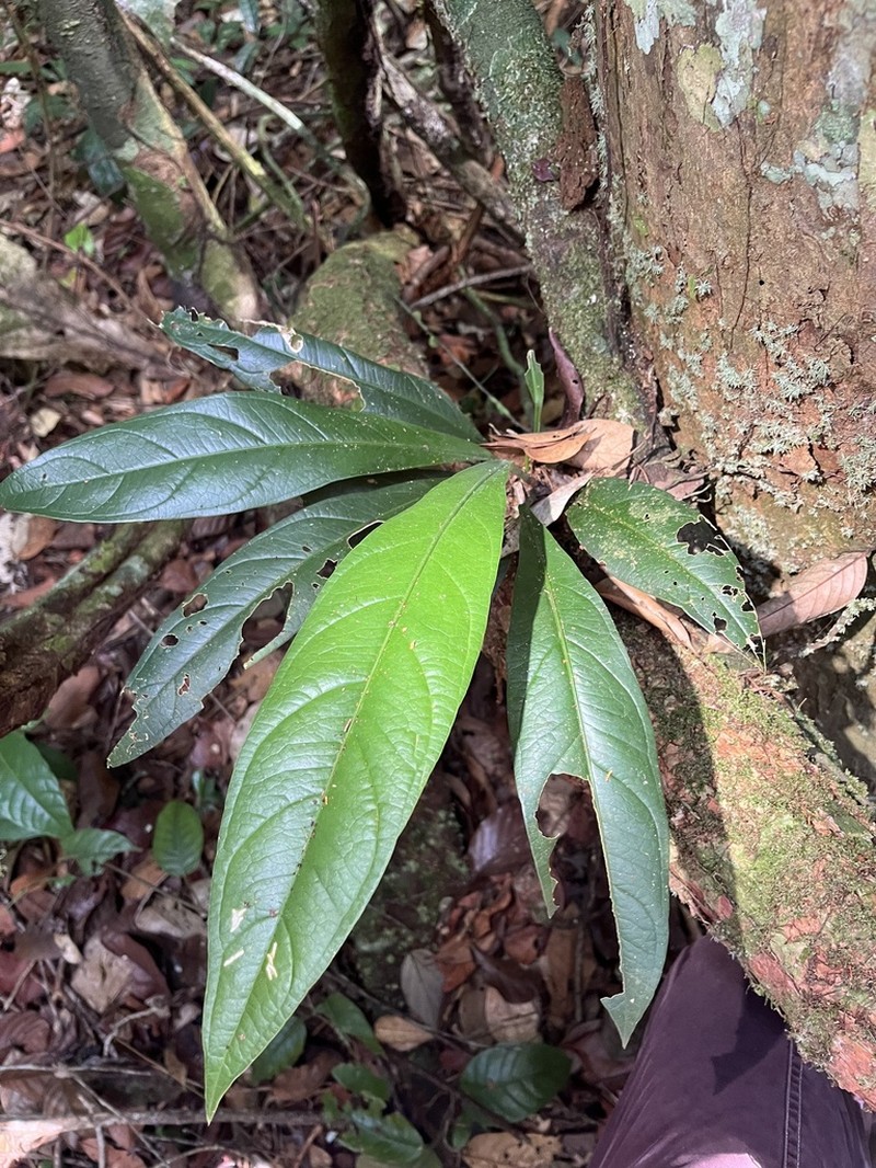 Anthurium atropurpureum
