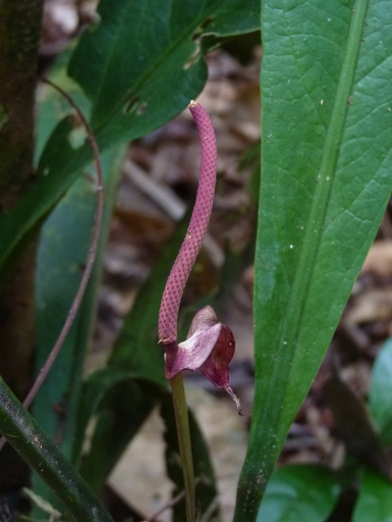 Anthurium atropurpureum photo 2
