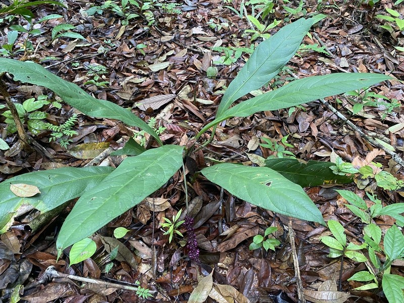 Anthurium atropurpureum photo 3