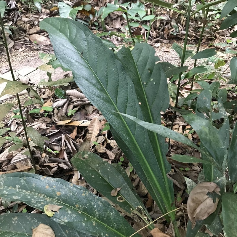 Anthurium atropurpureum photo 5