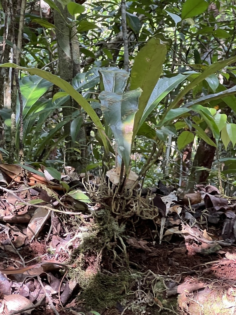 Anthurium atropurpureum photo 6