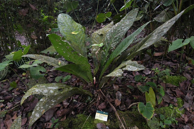 Anthurium atropurpureum photo 7