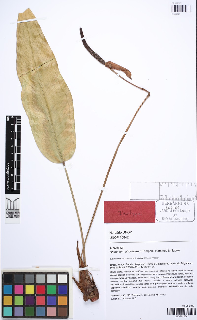 Anthurium atrovinosum