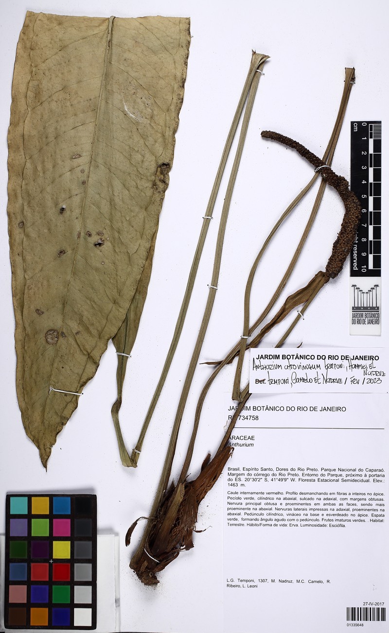 Anthurium atrovinosum photo 2