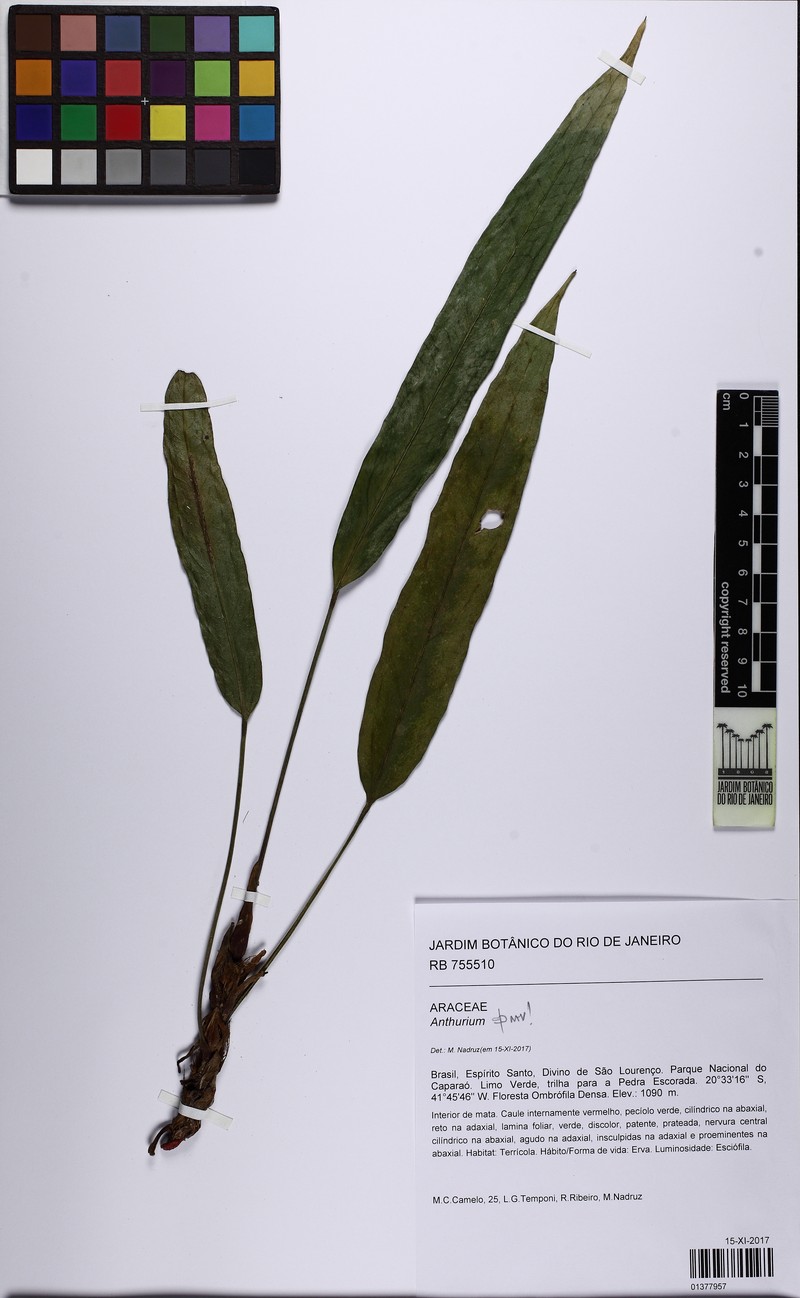 Anthurium atrovinosum photo 3