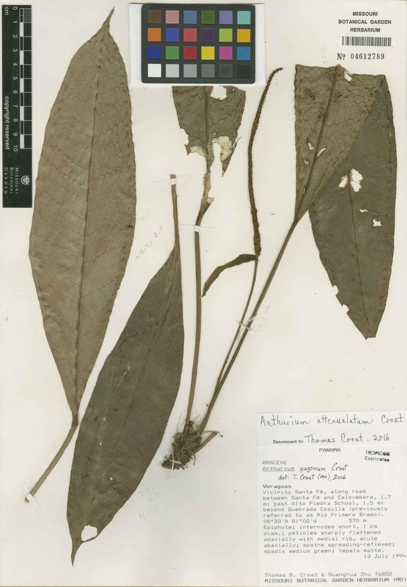 Anthurium attenuatifolium