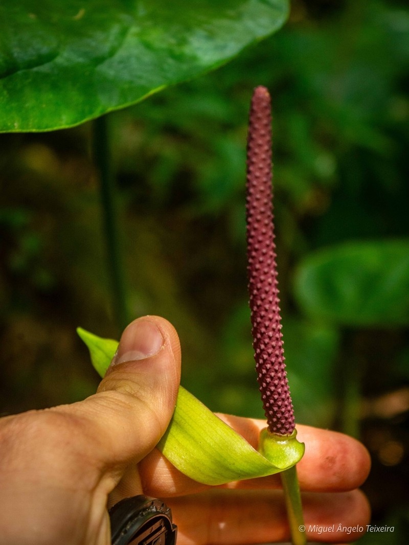 Anthurium augustinum
