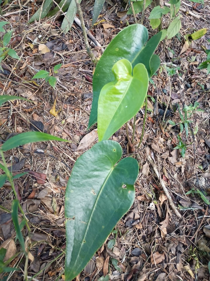 Anthurium augustinum photo 2