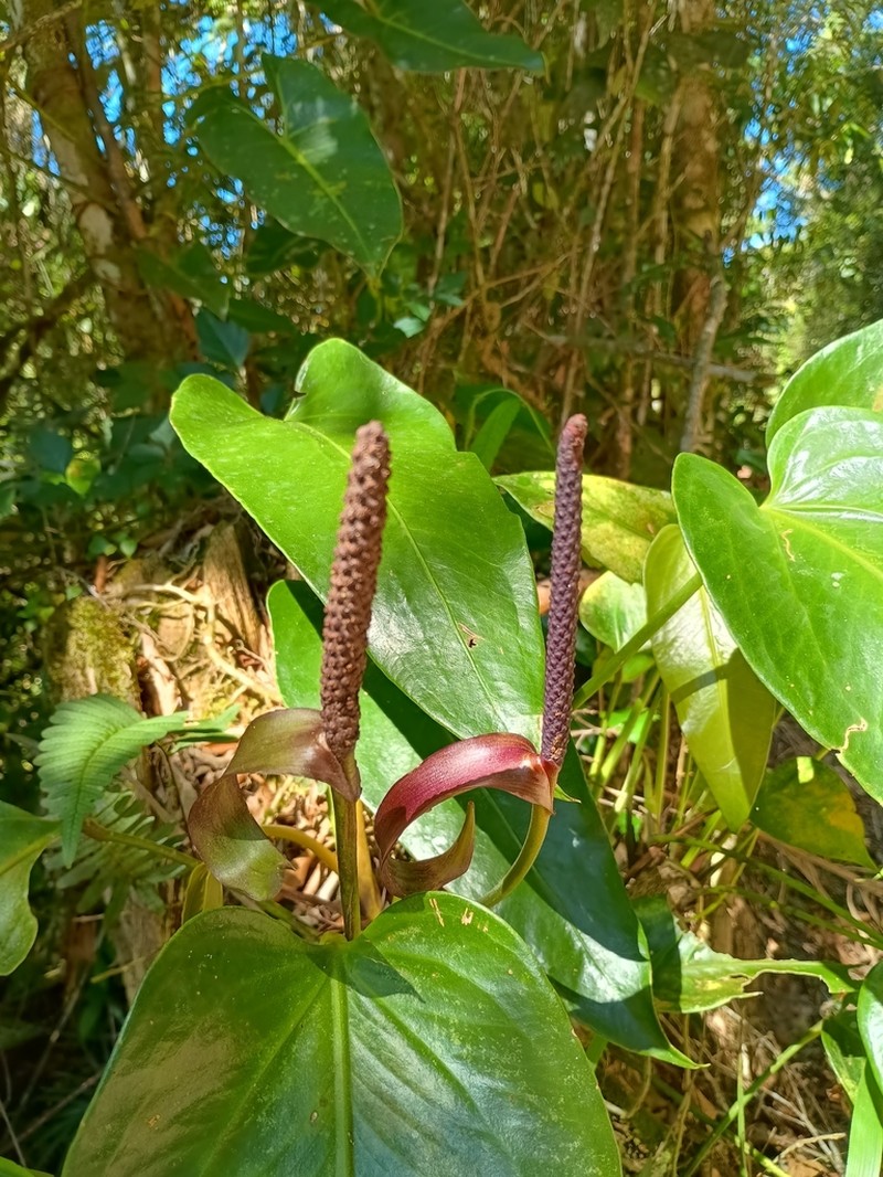 Anthurium augustinum photo 3