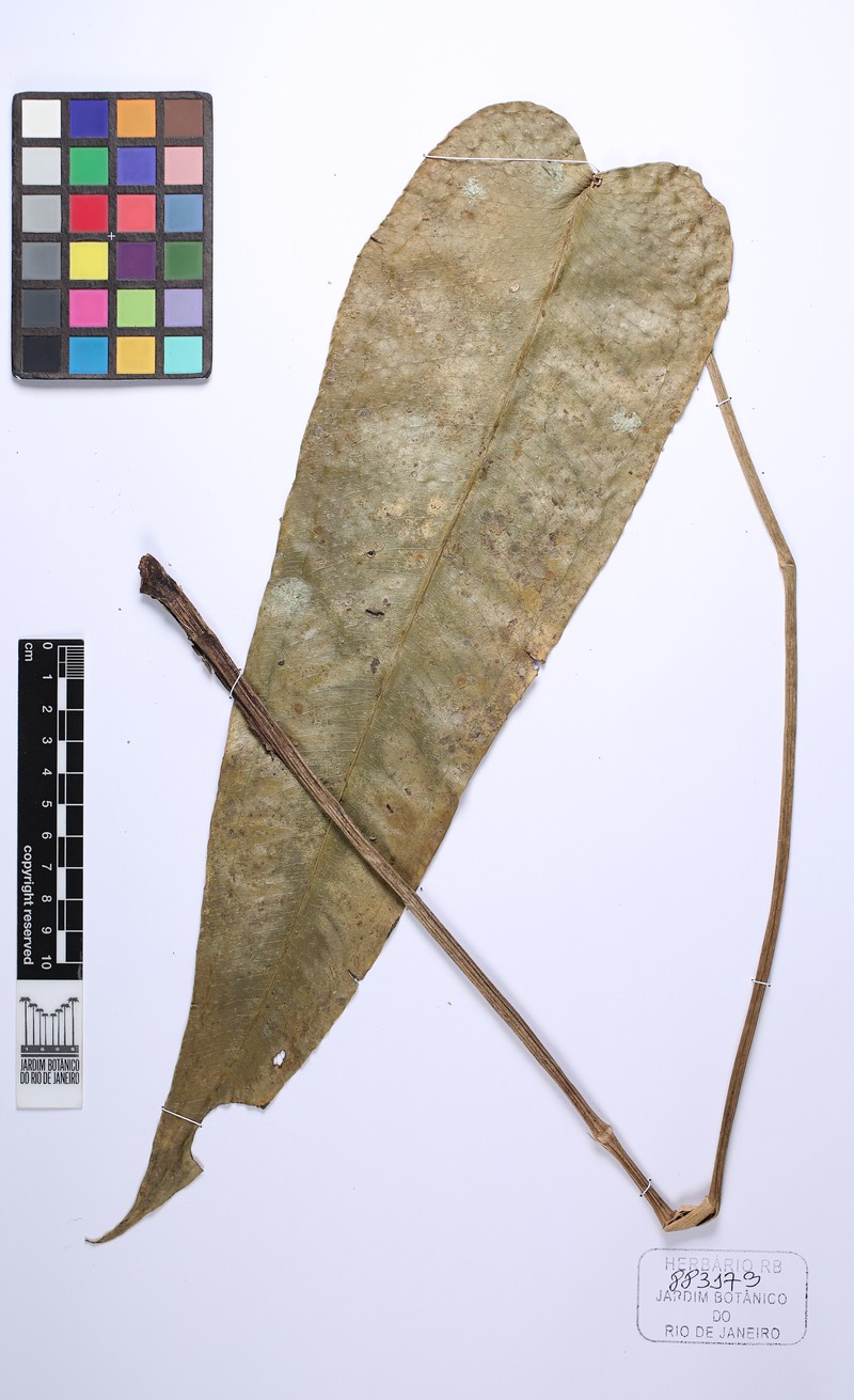 Anthurium augustinum photo 4