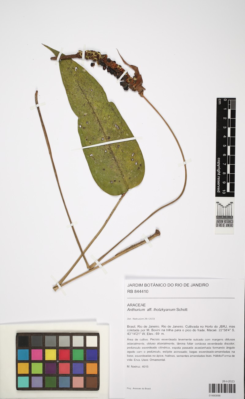 Anthurium augustinum photo 5