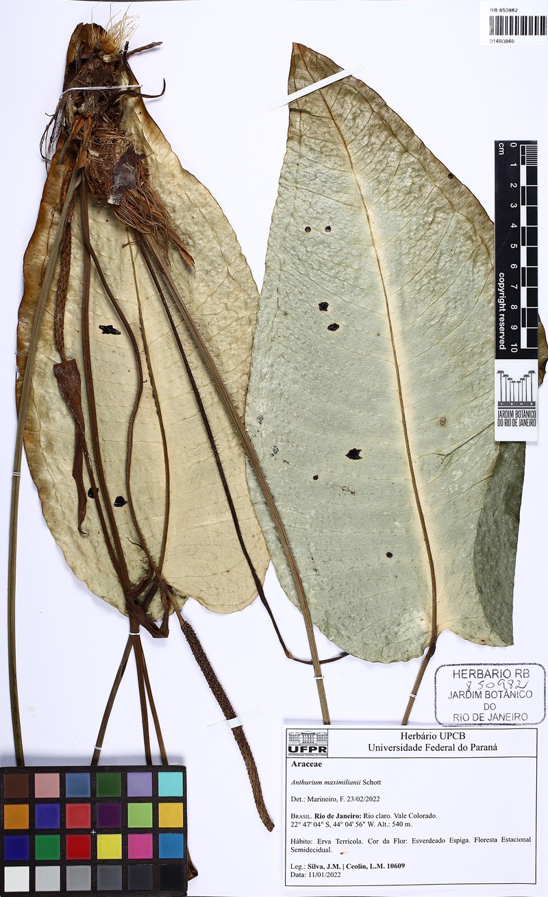 Anthurium augustinum photo 6