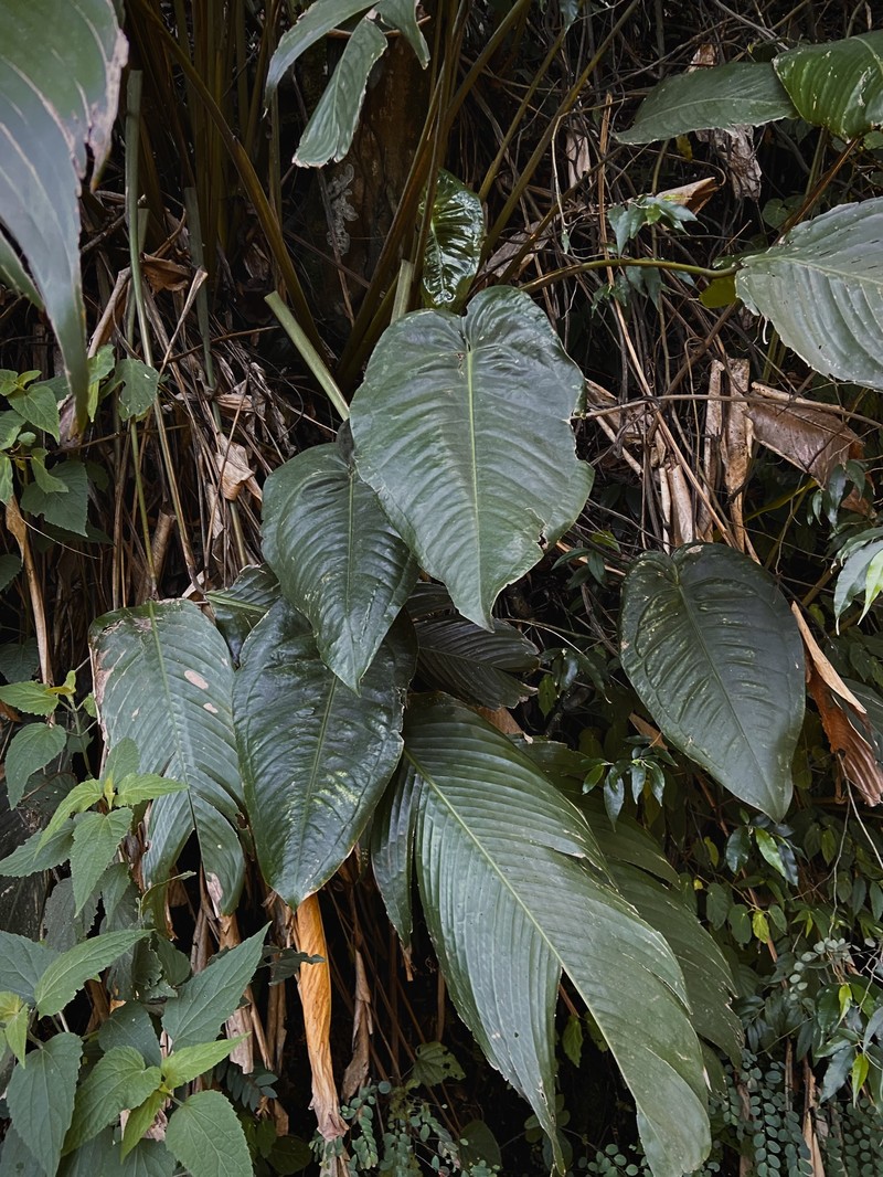 Anthurium augustinum photo 7