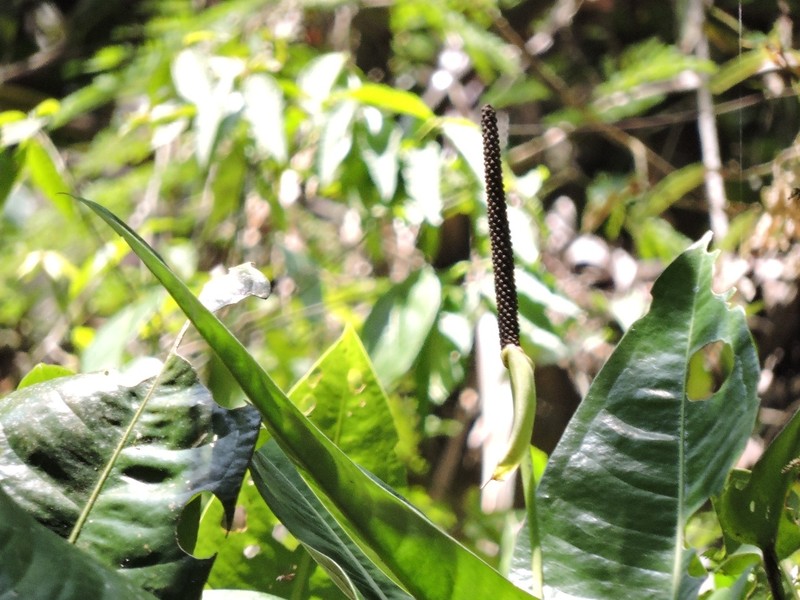 Anthurium augustinum photo 8