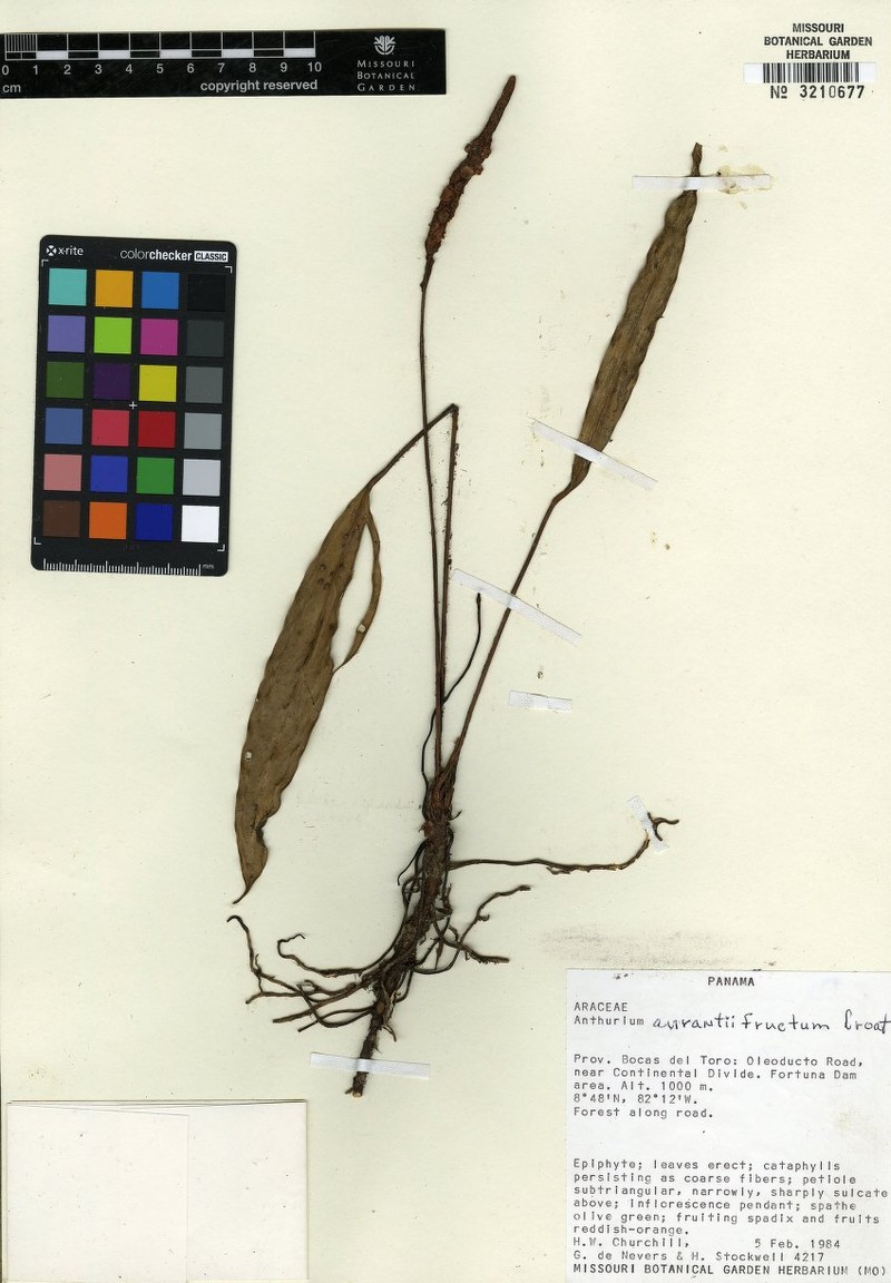 Anthurium aurantiifructum
