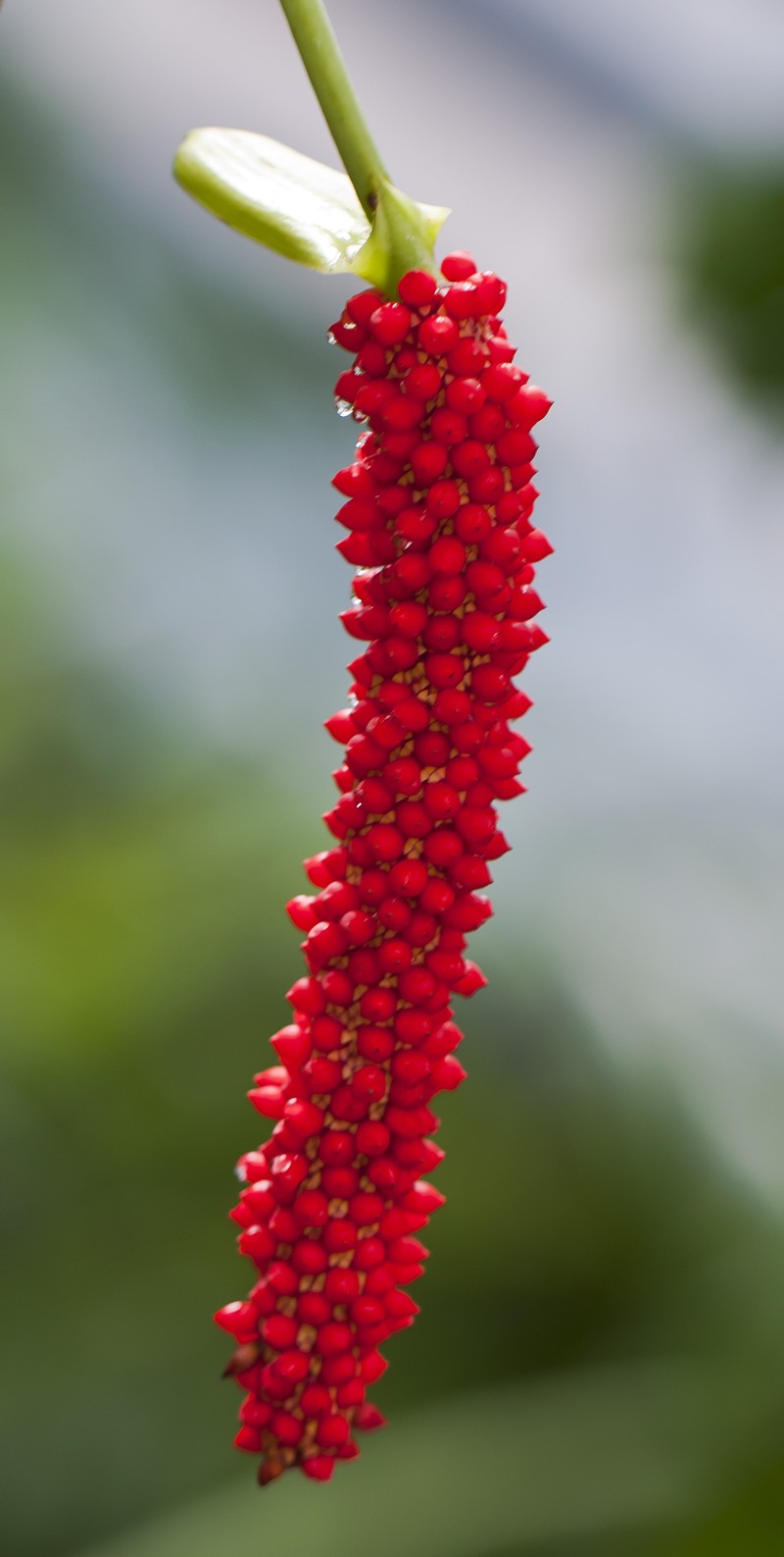 Anthurium bakeri