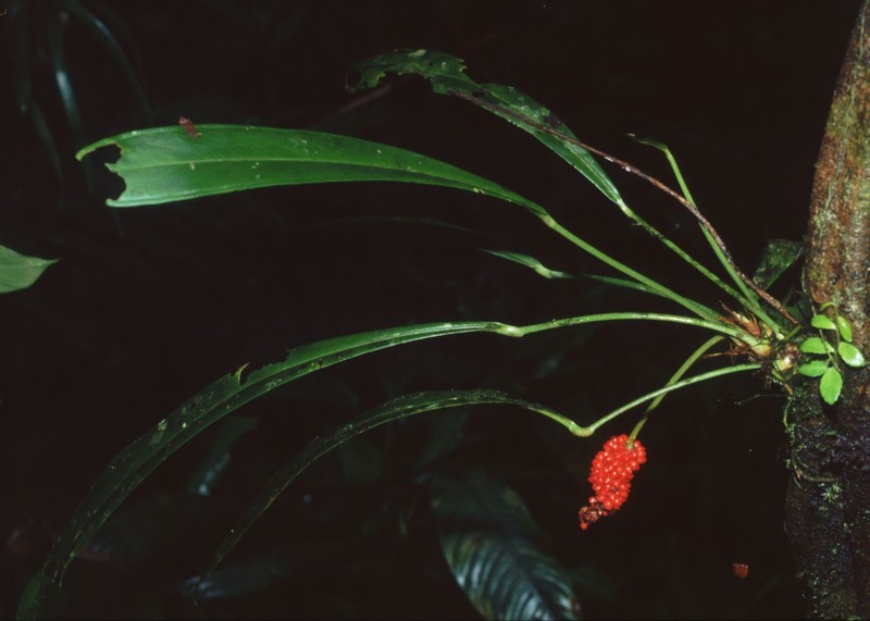 Anthurium bakeri photo 2