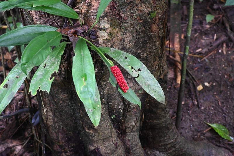 Anthurium bakeri photo 4