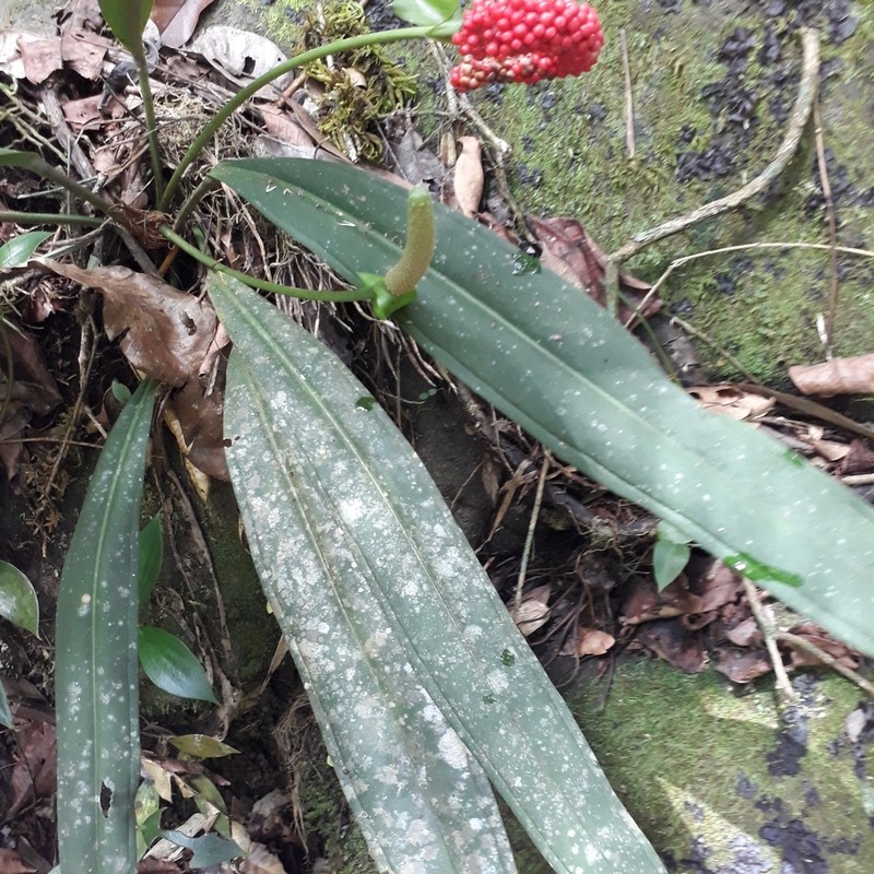 Anthurium bakeri photo 5