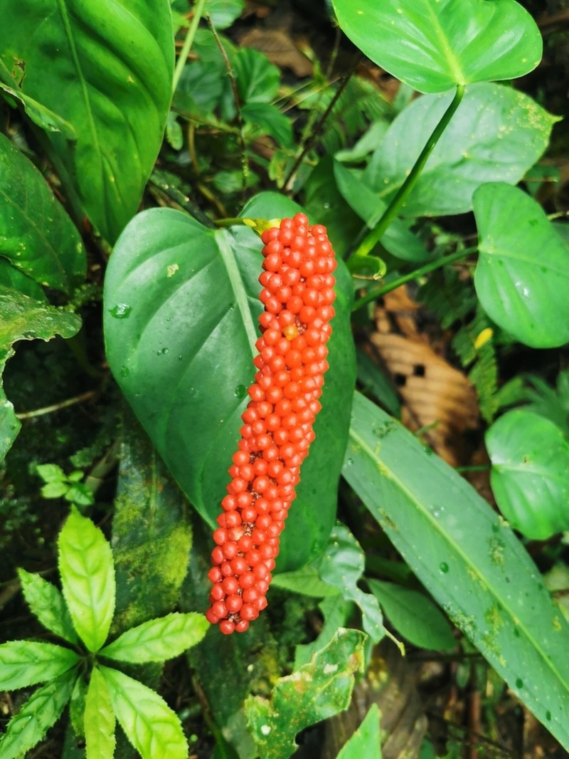 Anthurium bakeri photo 6