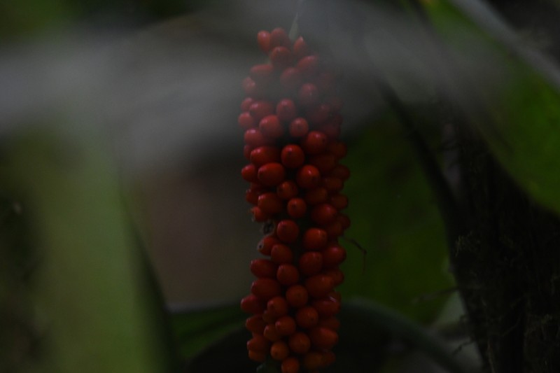 Anthurium bakeri photo 7