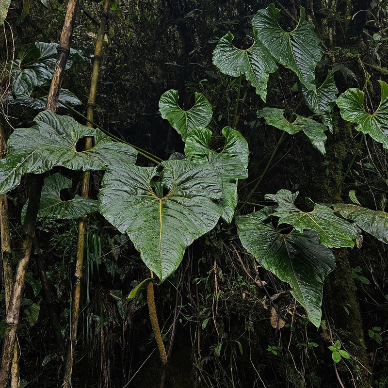 Anthurium balaoanum