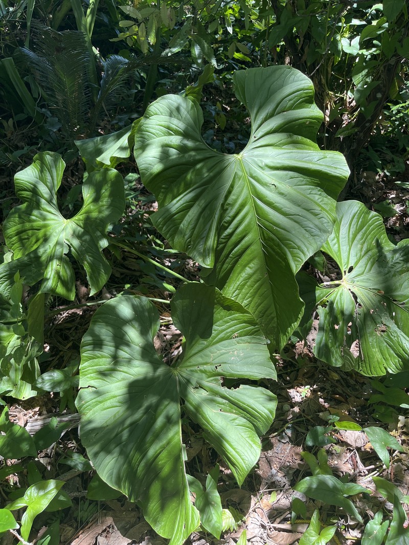 Anthurium balaoanum photo 3