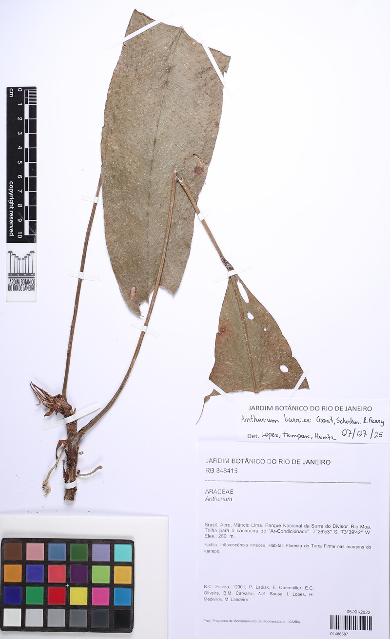 Anthurium barrieri