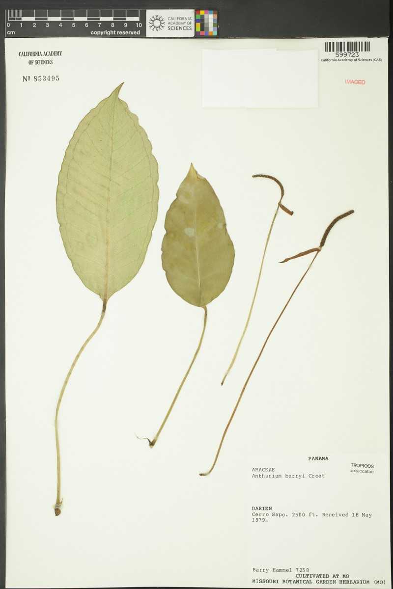 Anthurium barryi