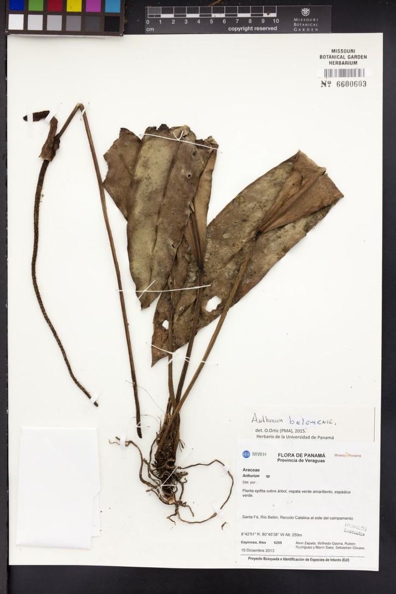 Anthurium belenense