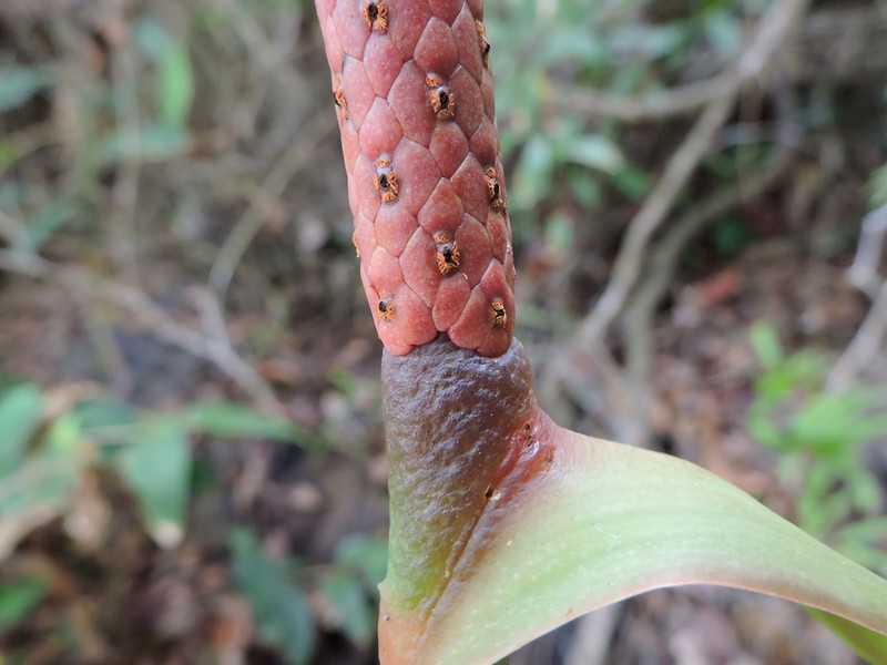 Anthurium bellissimum