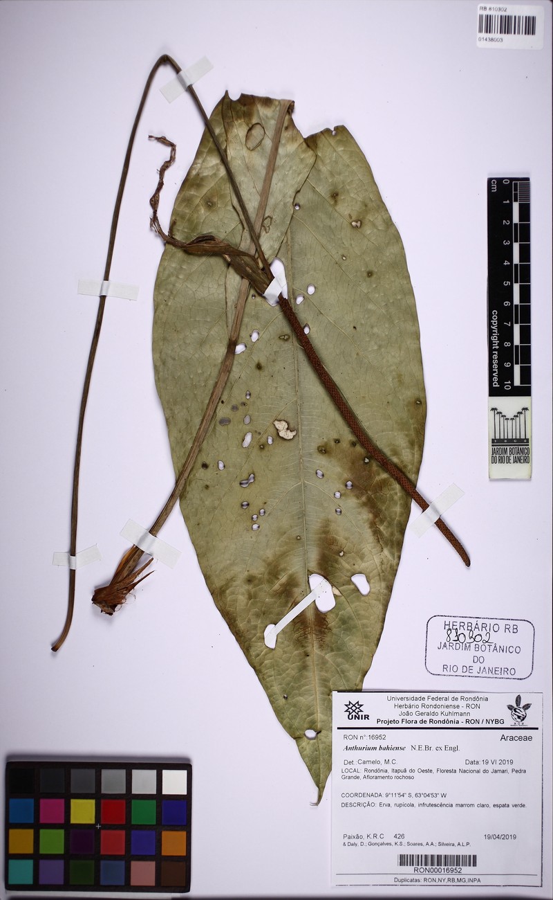 Anthurium bellum photo 2