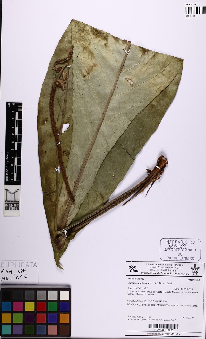 Anthurium bellum photo 3