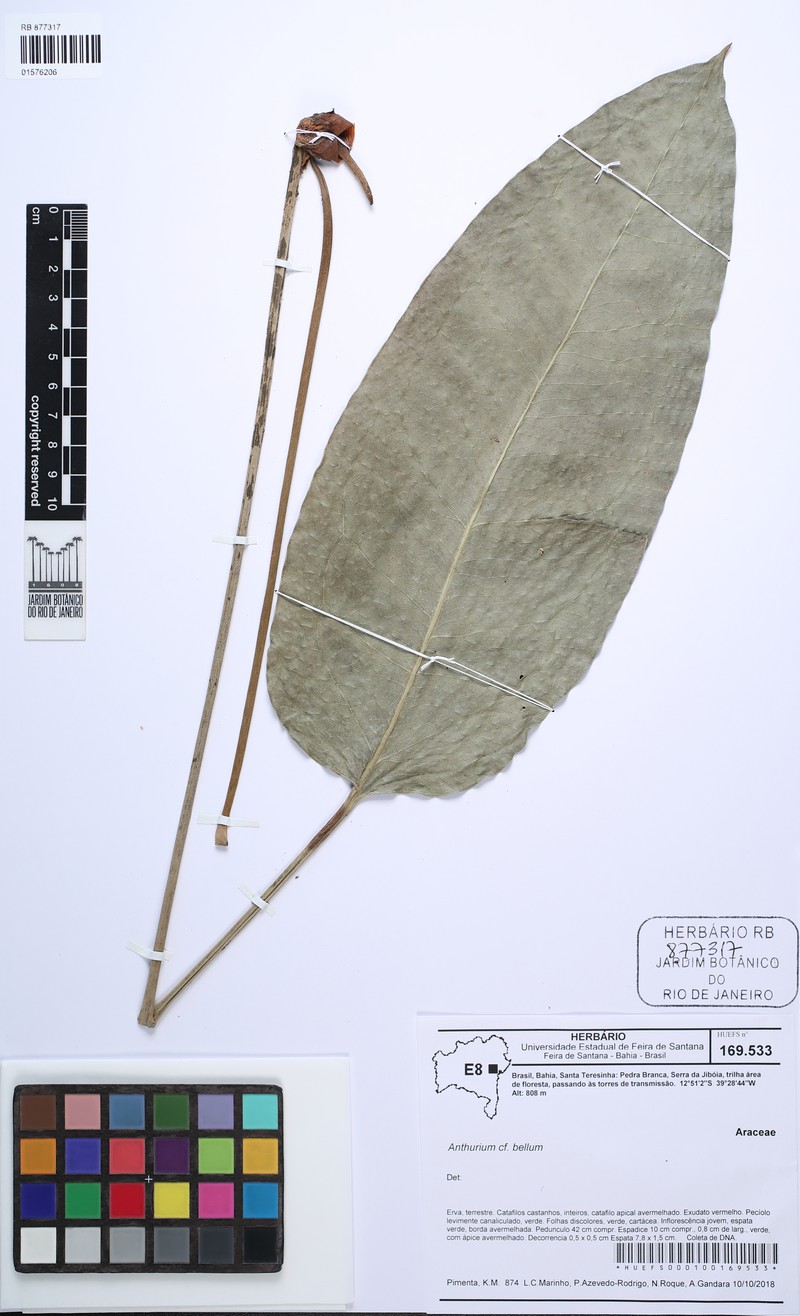 Anthurium bellum photo 4