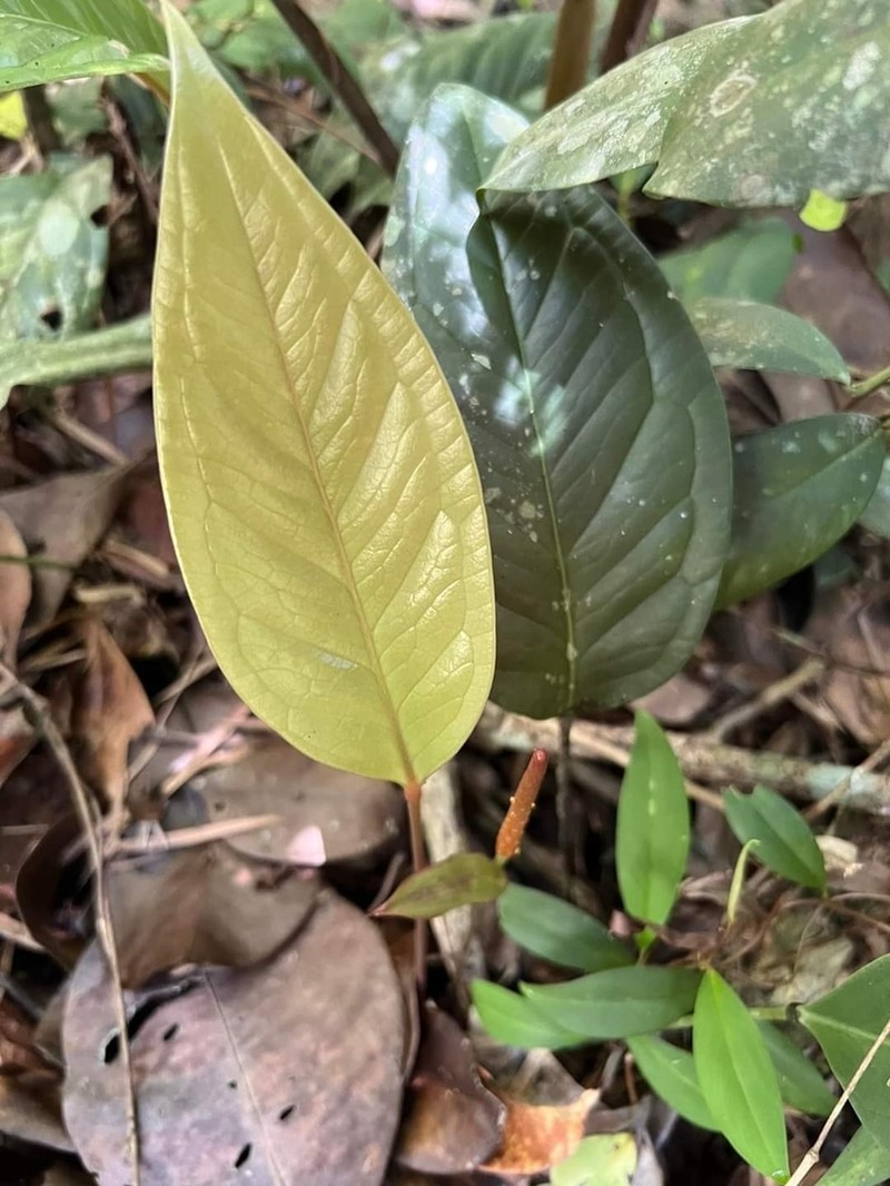 Anthurium bellum