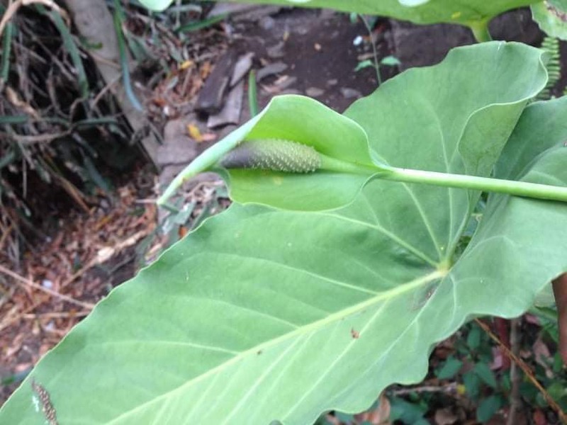 Anthurium beltianum