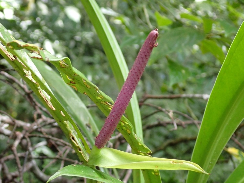 Anthurium berguidoi
