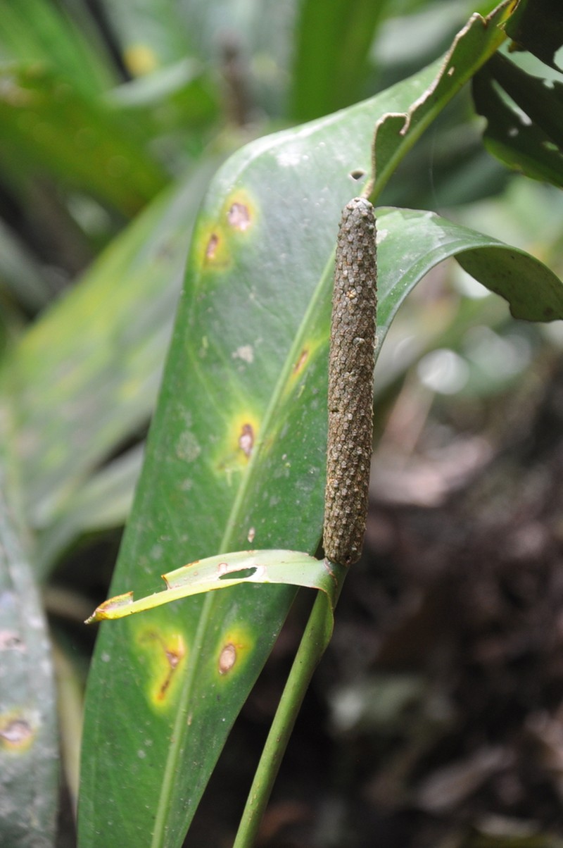 Anthurium berguidoi photo 2