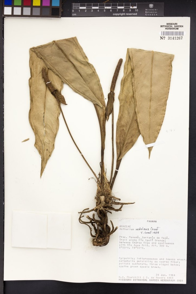 Anthurium berguidoi photo 5