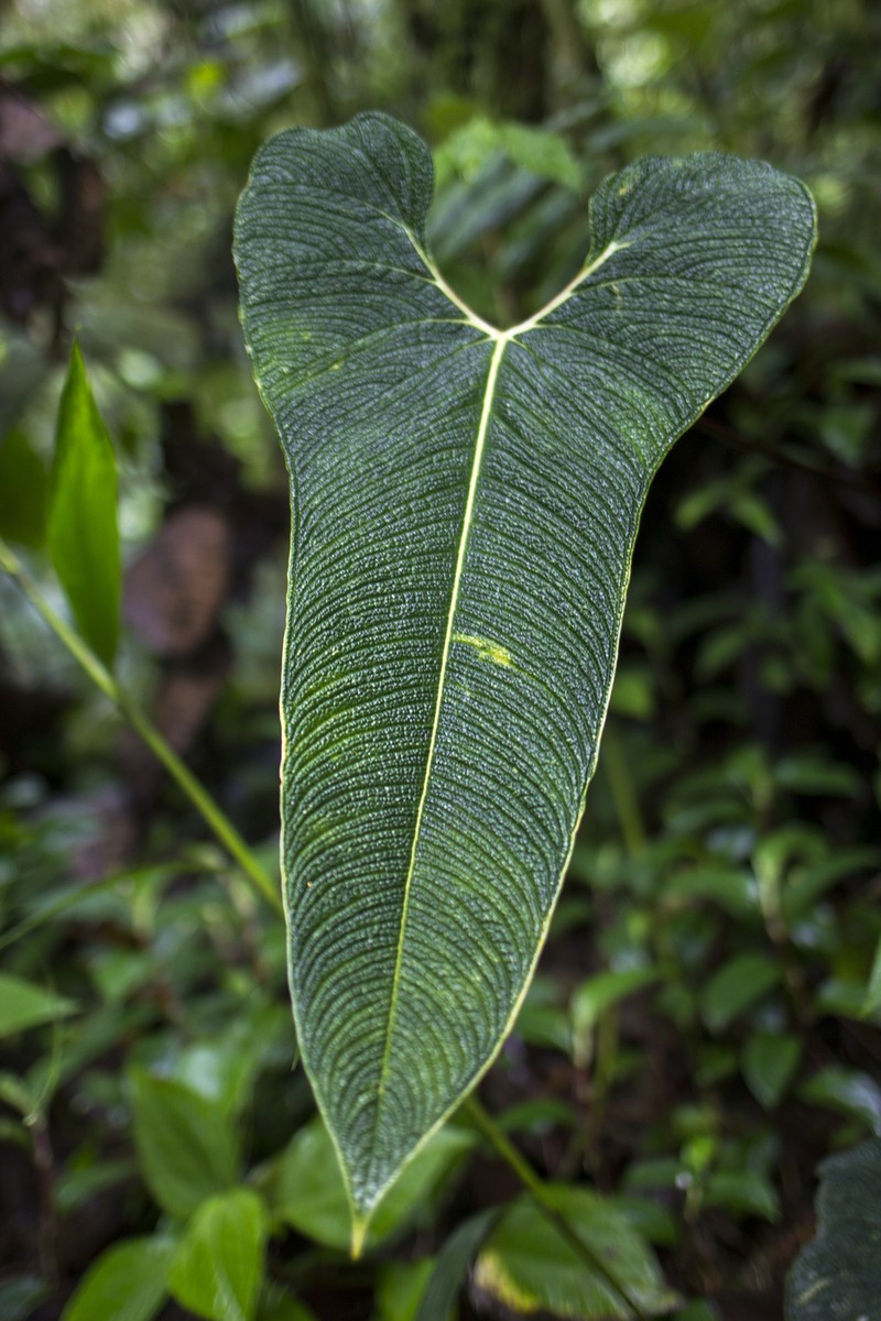 Anthurium bernalii photo 2