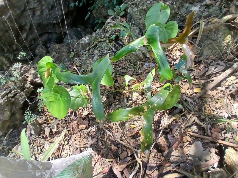 Anthurium berriozabalense photo 2