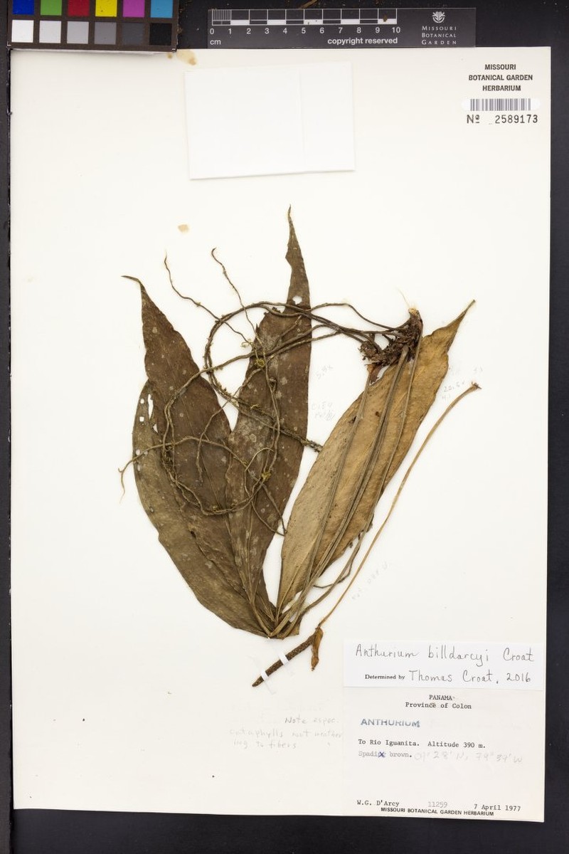 Anthurium billdarcyi