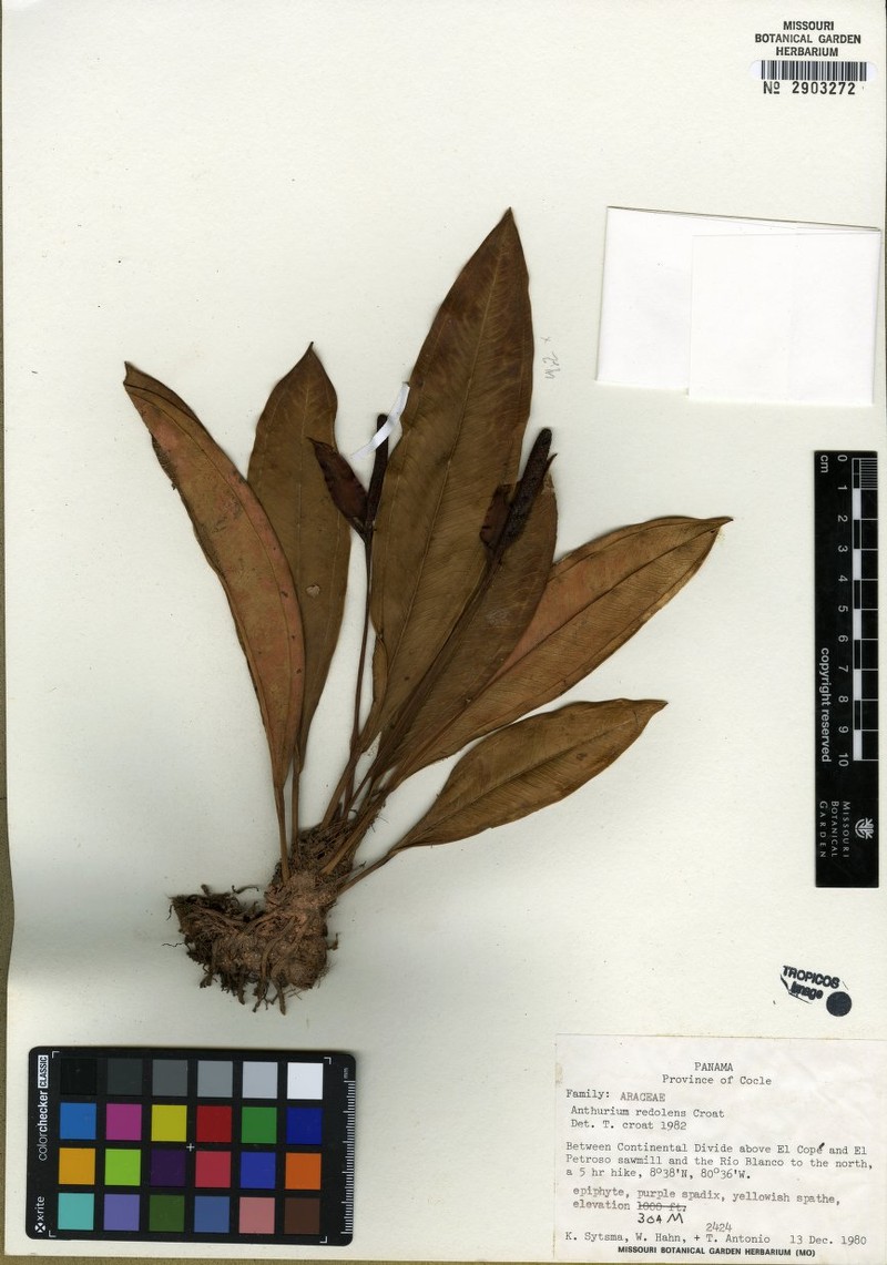 Anthurium billhahnii