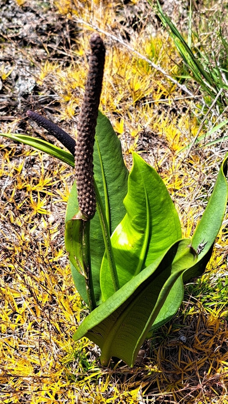 Anthurium binotii