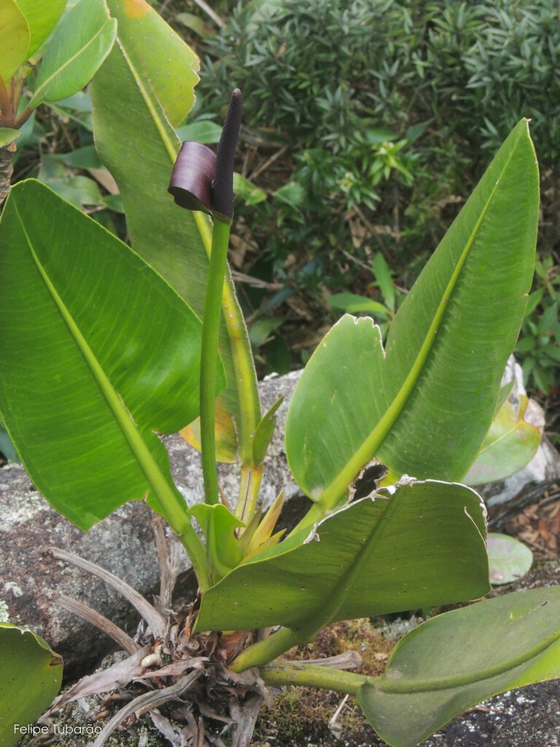 Anthurium binotii photo 3