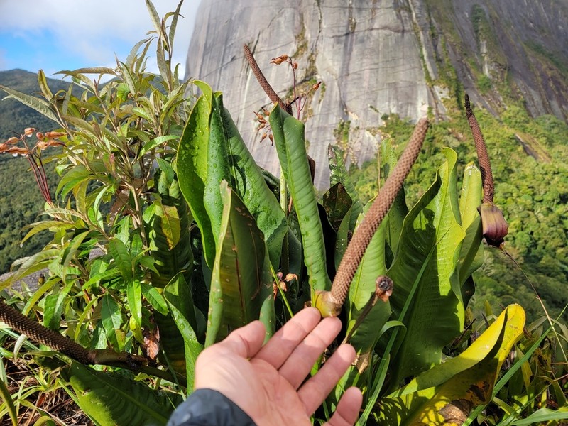 Anthurium binotii photo 4