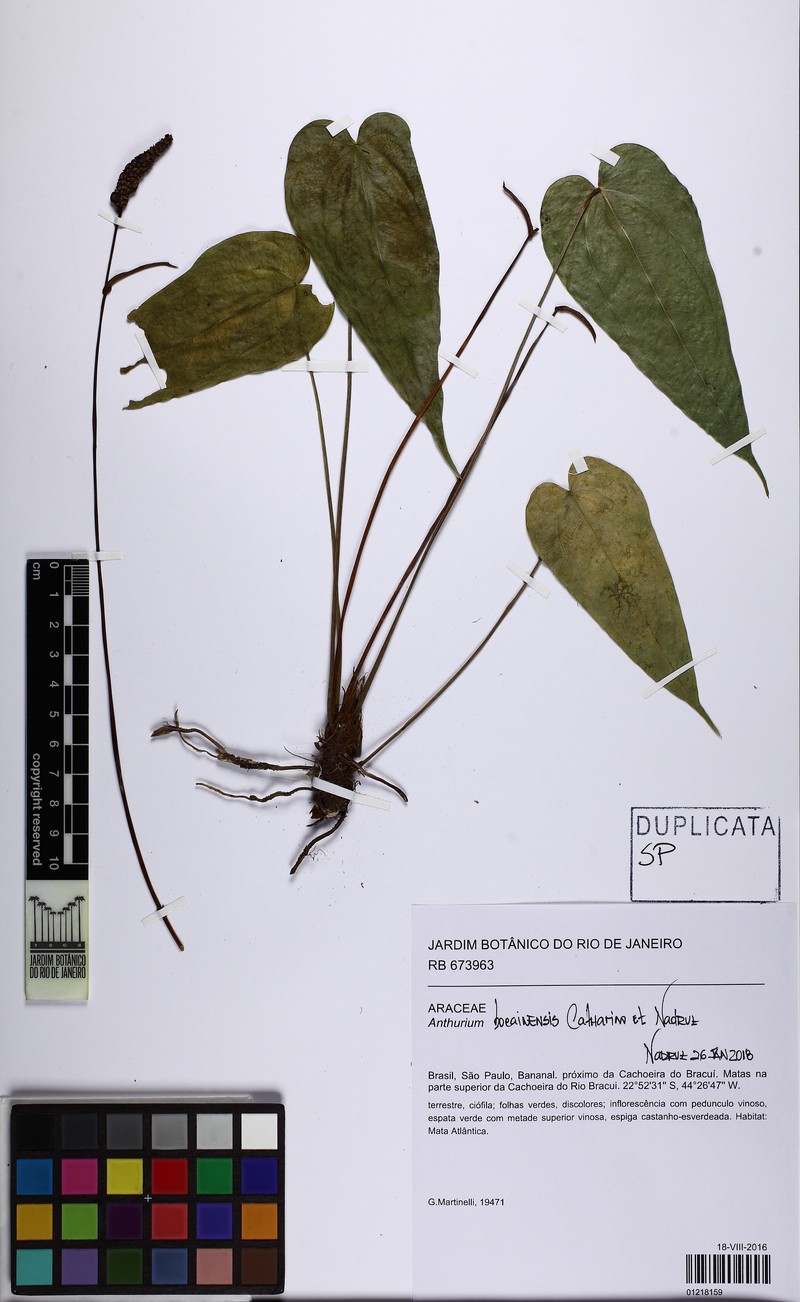 Anthurium bocainense photo 2
