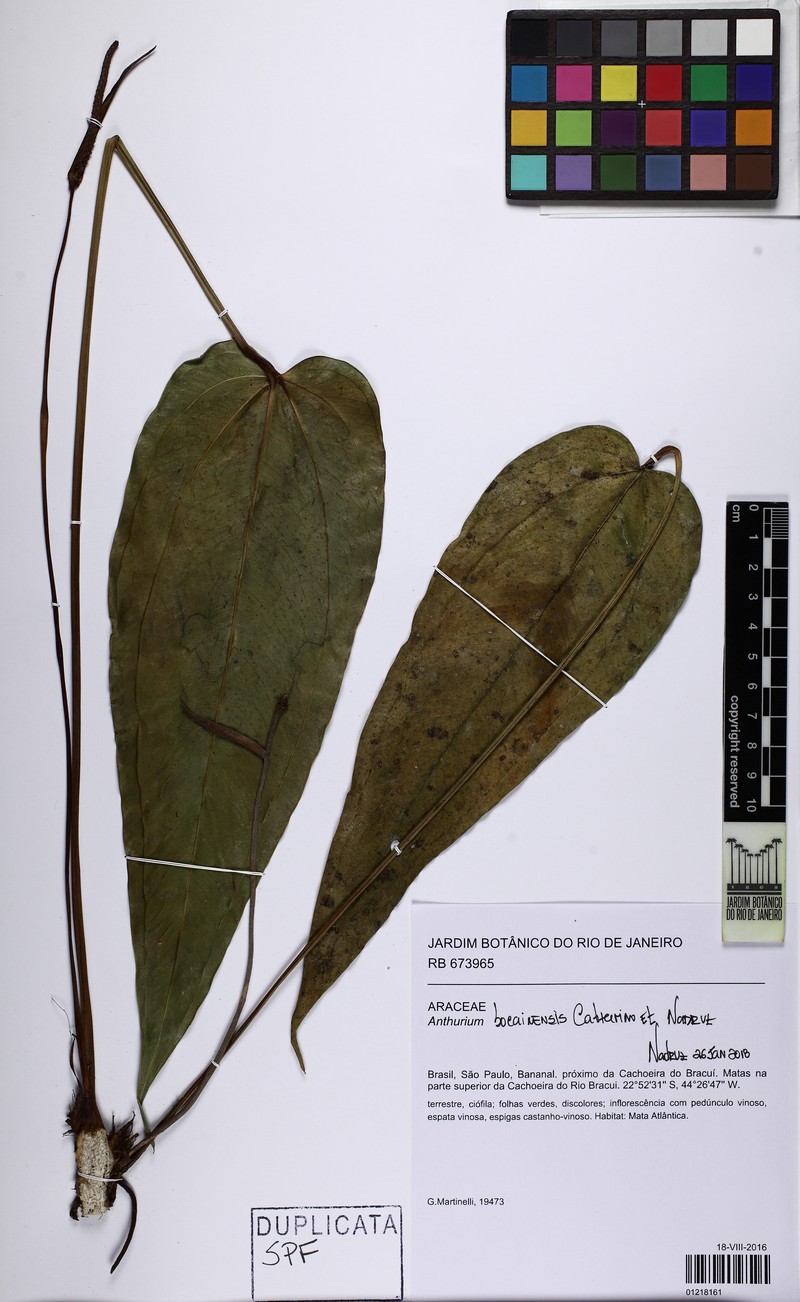Anthurium bocainense photo 3